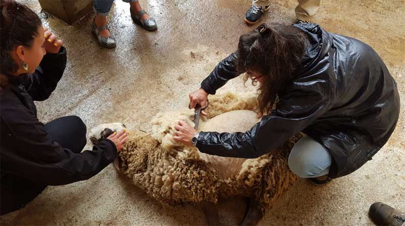 aiguanatura-ovelles-001