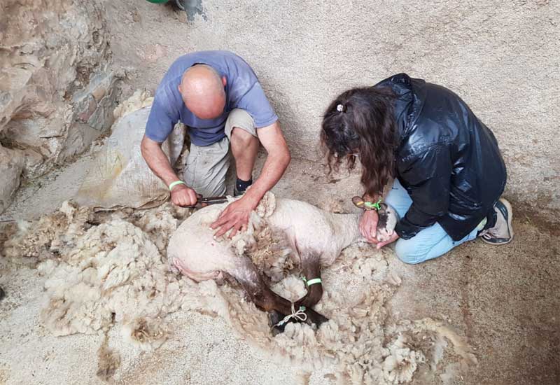 aiguanatura-ovelles-005